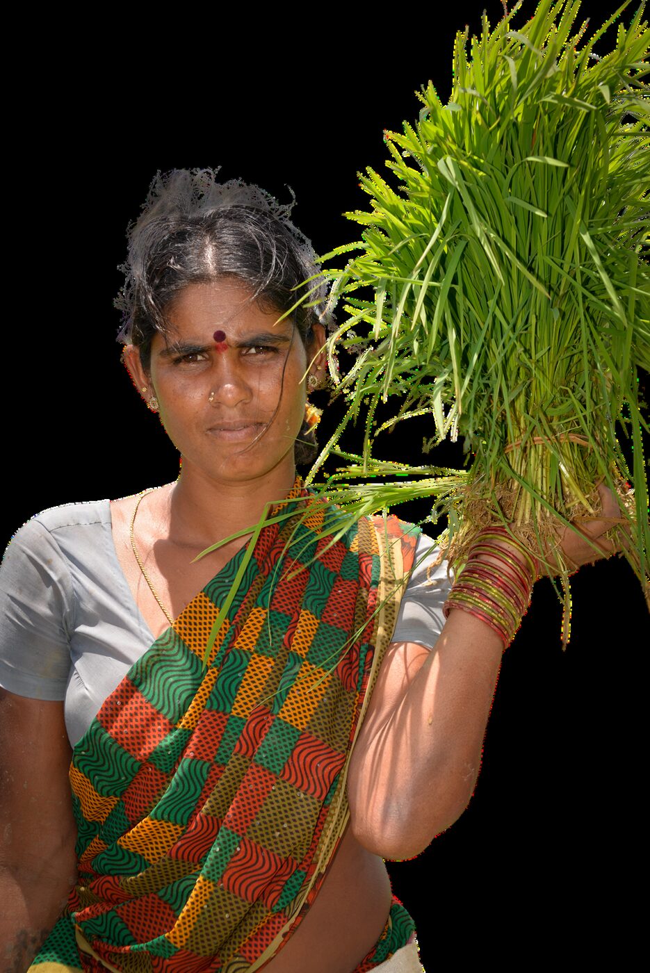 Navitrade grower partner