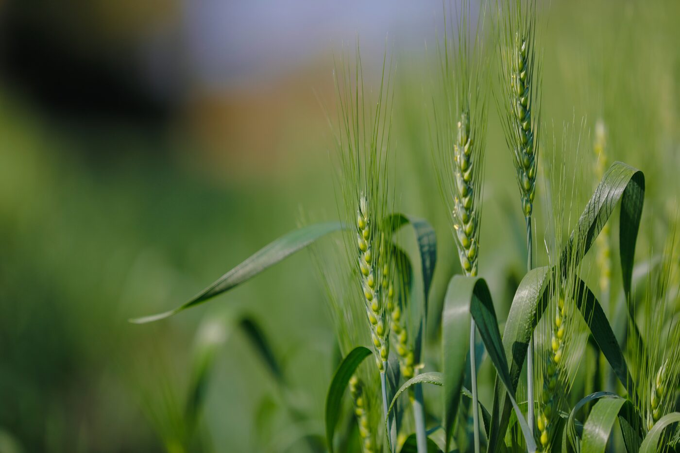 Indian agricultural produce