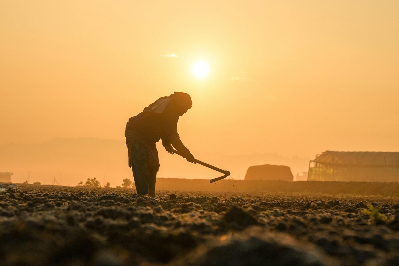 Indian farmland at sunset