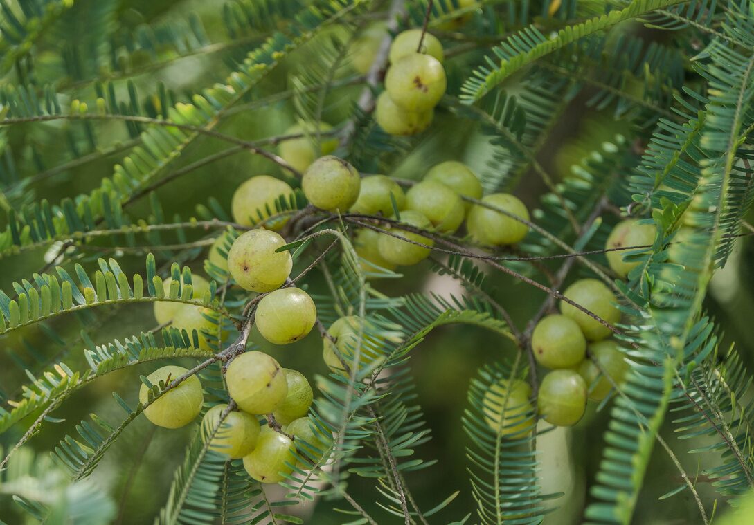 Amla