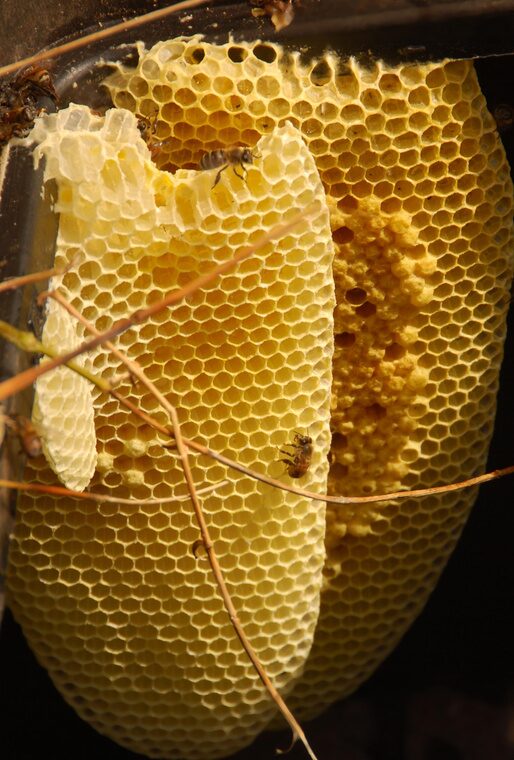 Wild honeycomb harvest