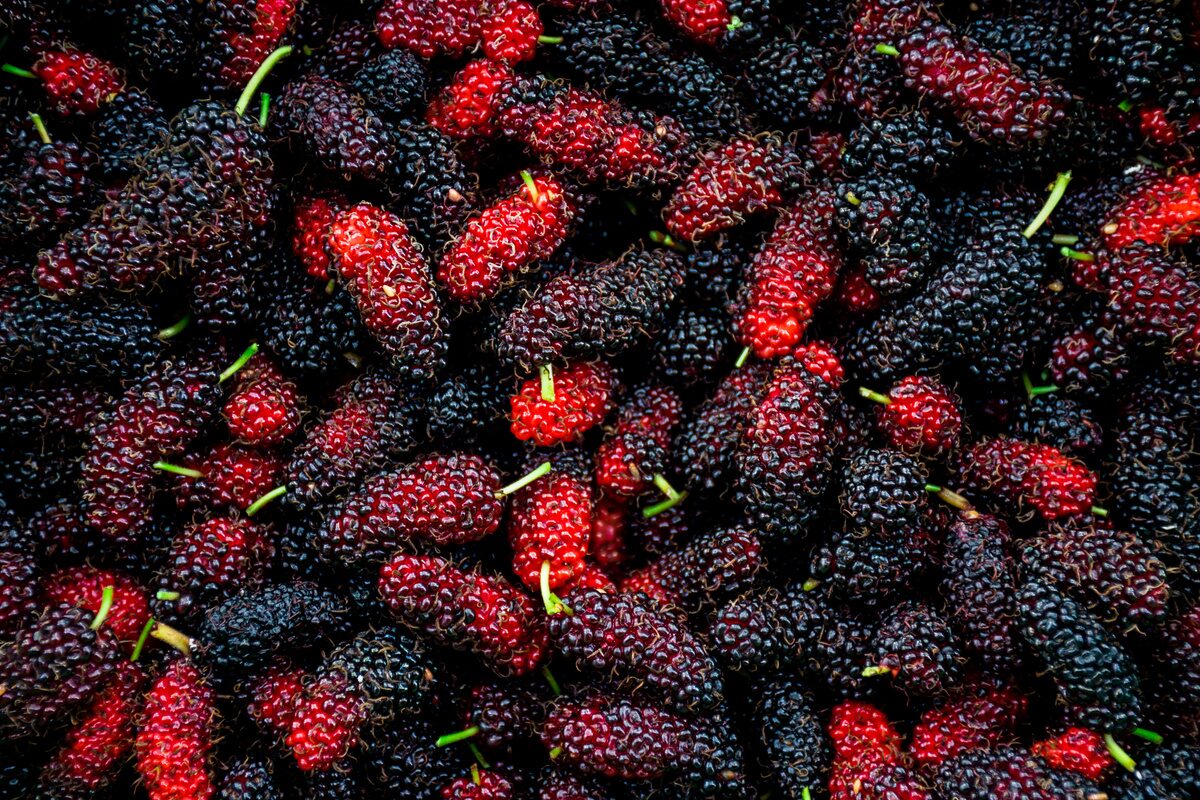 Mulberry