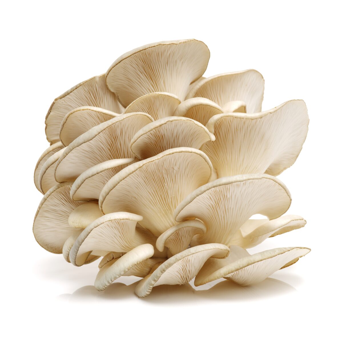Mushrooms